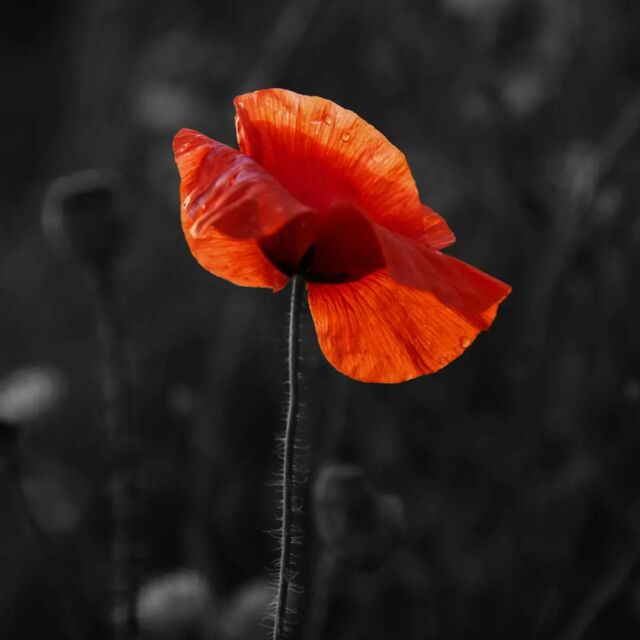 Today we honour and remember the brave men and women who made the ultimate sacrifice to secure our freedom and peace. Today, we pay tribute to their unwavering courage and dedication. Lest We Forget ❤️

#SupportedIndependentliving #NDIS #NDISparticipants #DisabilityAwareness #AllaraSupportServices #DisabilitySupport #NDISprovider #CommunityParticipation #iLoveNDIS #SupportCoordinator #WesternSydney #Wollongong #RemembranceDay