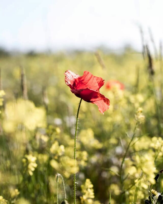 This Remembrance Day, we honour the courage and ultimate sacrifice of those who served to protect our freedom. 🌺

#RemembranceDay